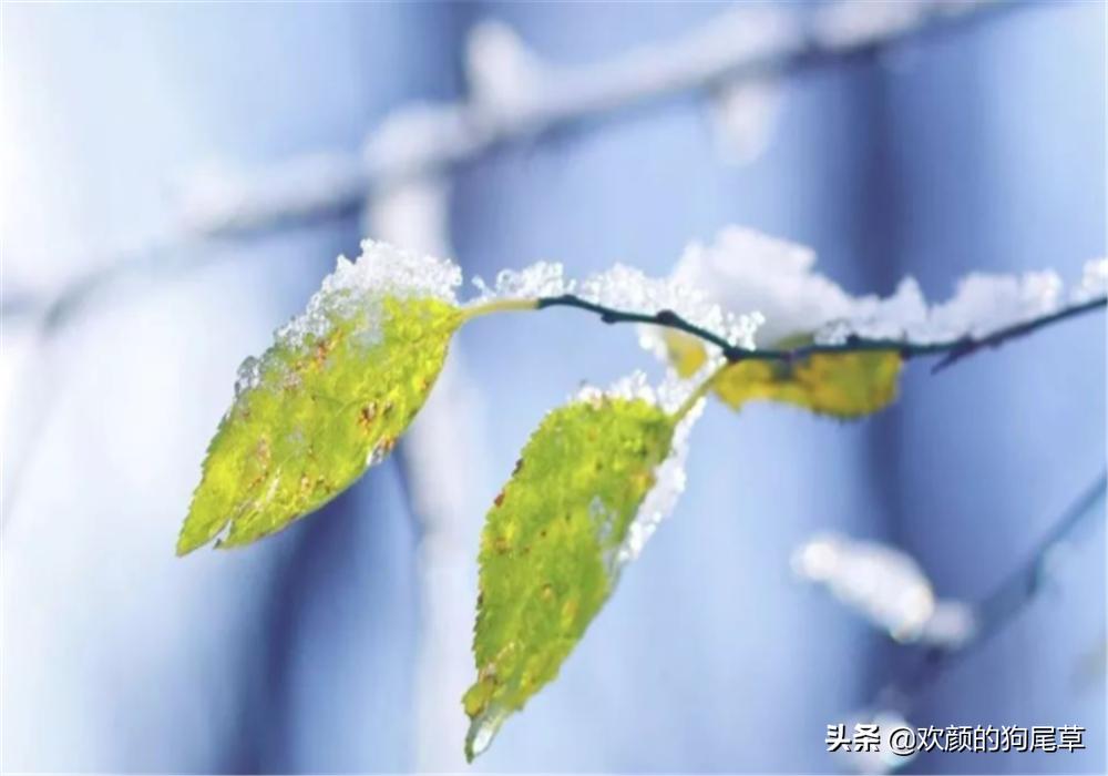 小雪见晴天有雪到年边啥意思,民间有小雪大雪的说法