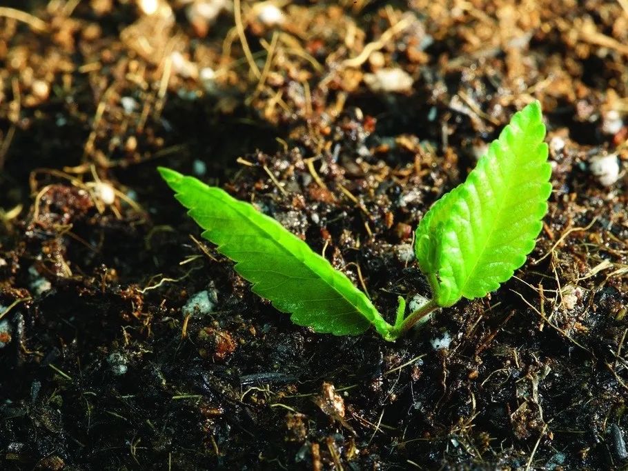 自然科学实验与创新课题,生态课题研究方案