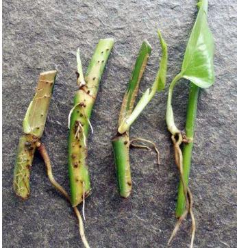 绿萝怎么养不会让它死,绿萝怎么补救最快最有效