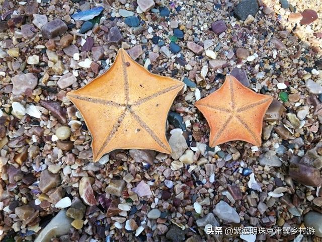 大钦岛俊俊渔家和兴达渔家哪个好,大钦岛观海渔家