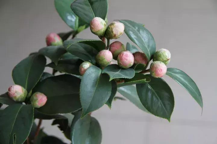 白天浇花花叶变黄,用什么方法养花叶子黄