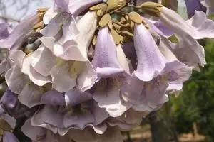 家里常见的果树有哪些,这些树千万不能栽在家门口