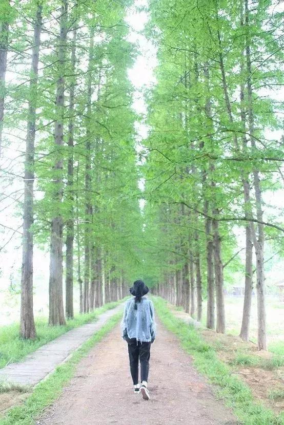 最美银杏秋景自驾攻略,杭州银杏树旅游攻略