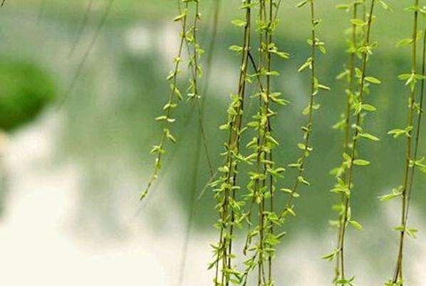 涨知识:古代没有肥皂牙膏等洗漱用品他们都怎么办了?