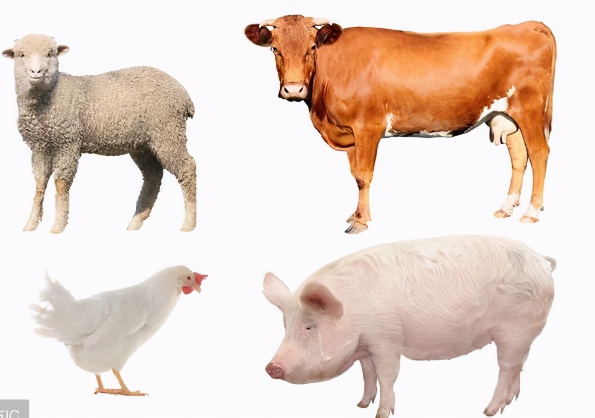 五谷六畜五果五菜,五谷五菜五畜五果随便吃吗