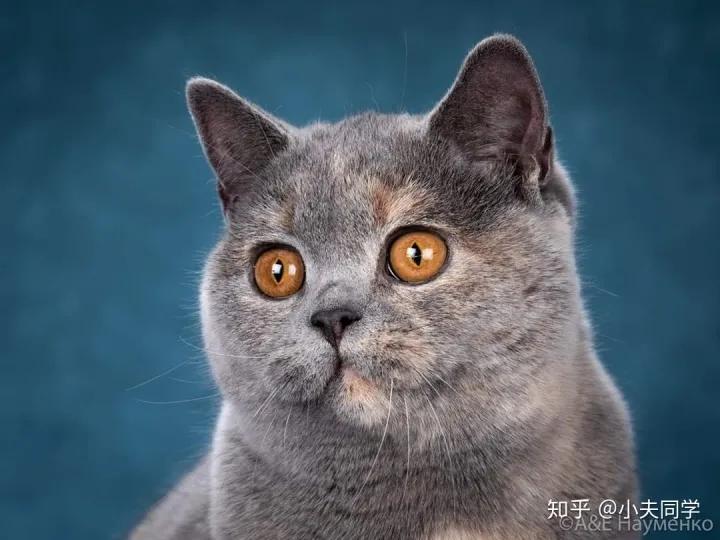 所有英短色系,秒懂英语8大成分