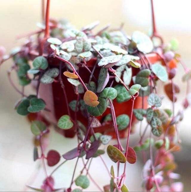 绿萝垂吊正确养法,家庭垂吊植物