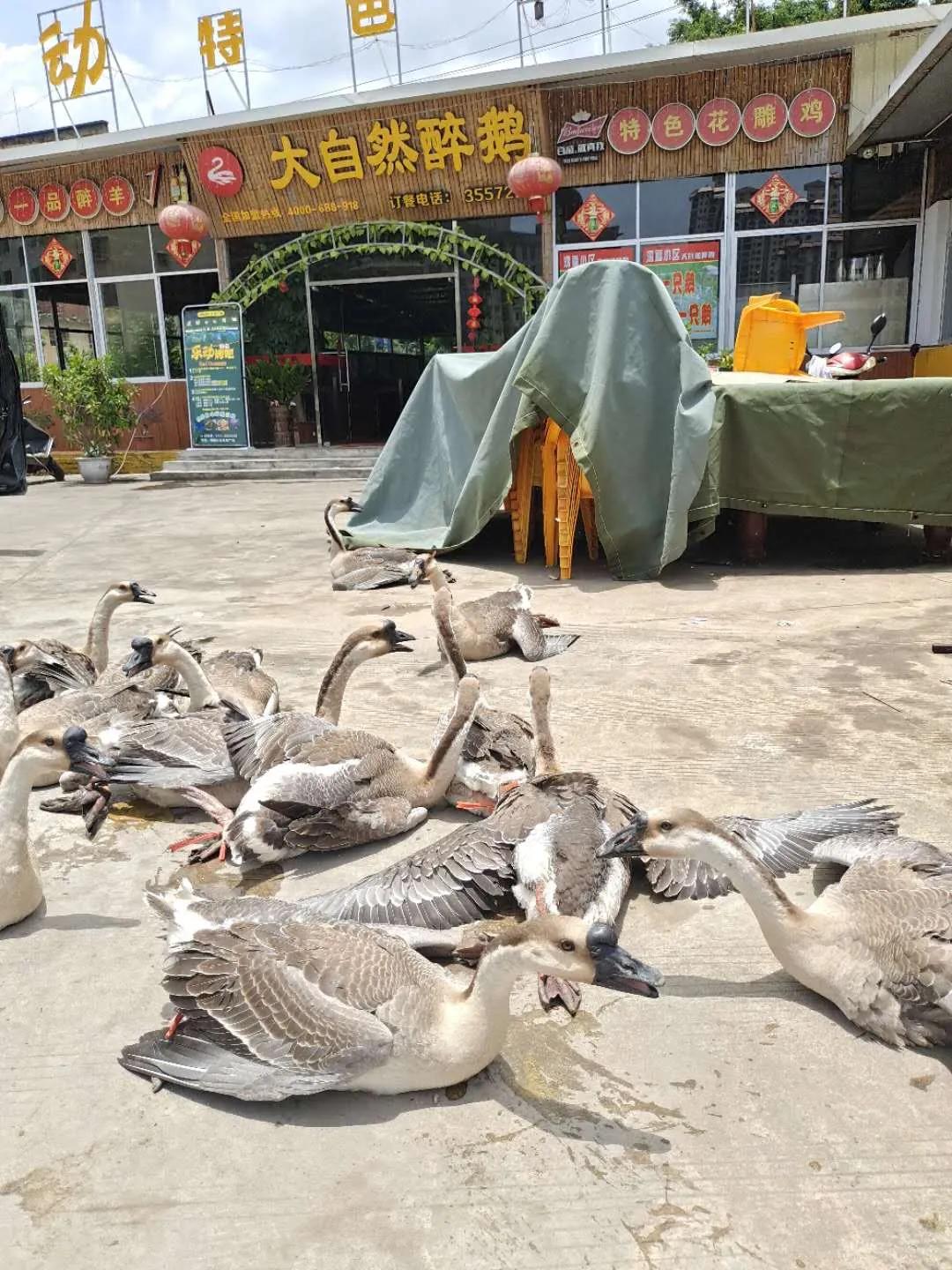 广州正宗顺德火焰醉鹅,广州火焰醉鹅