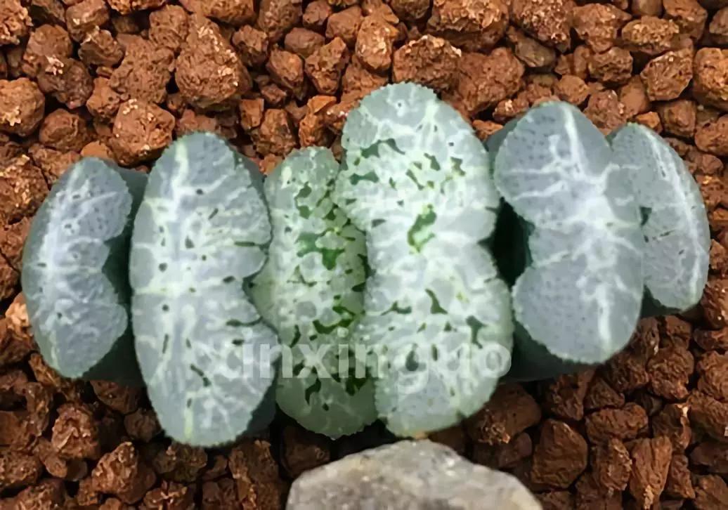 郭氏---台湾行之李瑞斌大棚及布楚礼多肉植物园游记