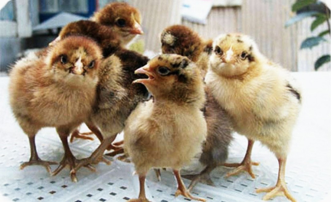 养殖土鸡模式,土鸡养殖技术及销售方法