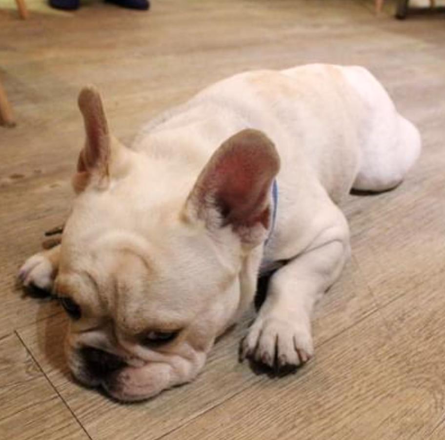 你家法斗爱晒太阳吗,你家法斗是怎么样的