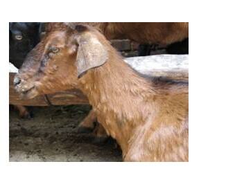 羊痘用什么药,羊痘如何防治