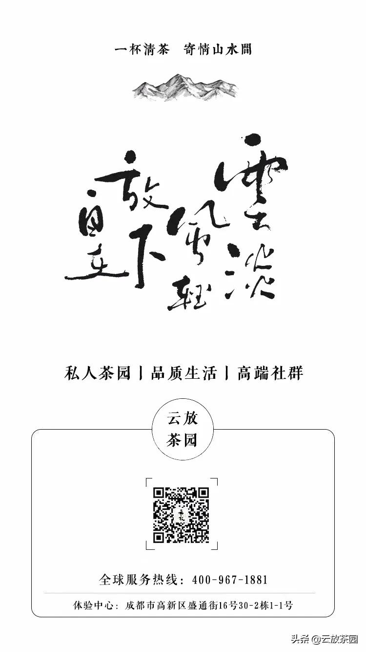 云放茶园深度解析,云放茶园最新视频