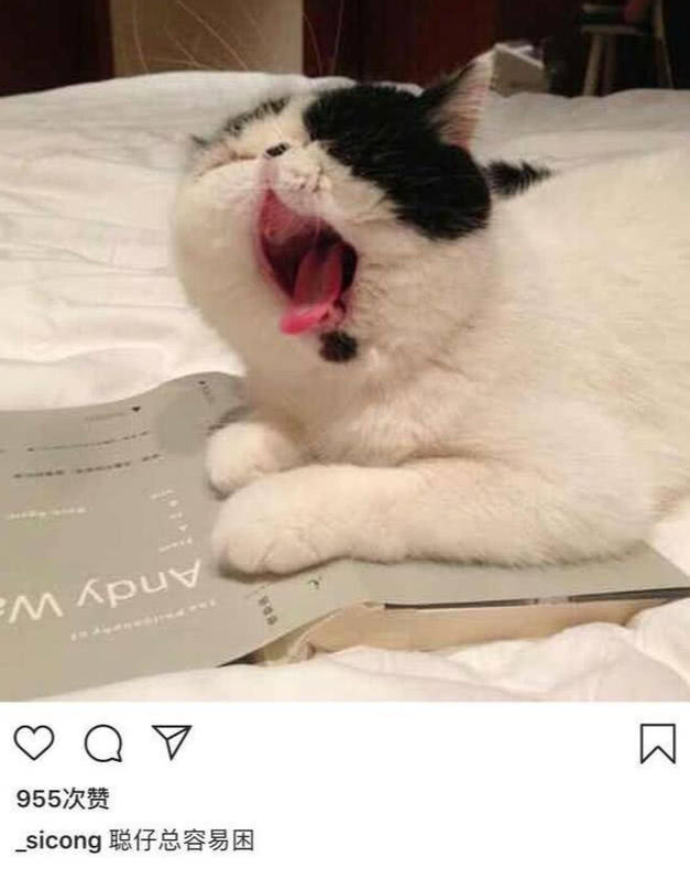 王思聪的狗可可最近怎样了,王思聪养宠物