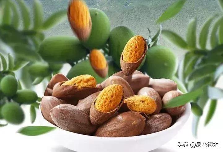 香榧、榧树的区别辨识与市场现状