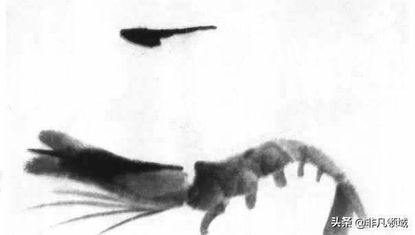 齐白石画虾时的动作语言神态,中国近代四大画家齐白石画虾