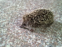 凌晨狗子发现一只刺猬,狗狗捡到了只刺猬