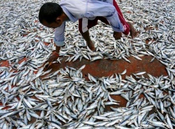 上万条鱼随暴雨从天而降,暴雨过后上万条活鱼从天而降