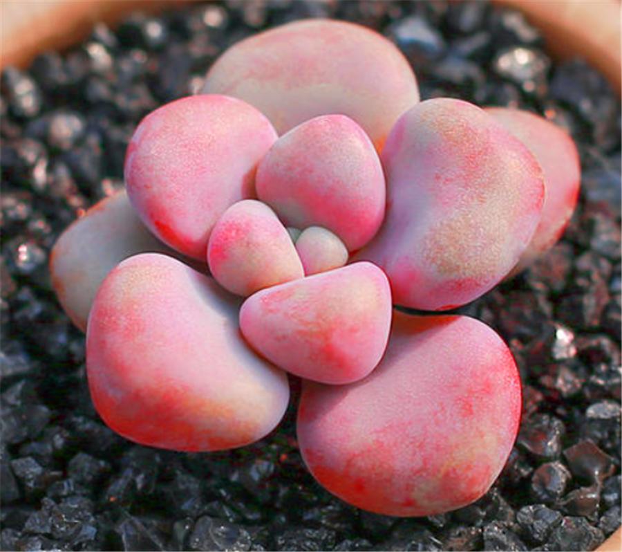 多肉艾伦怎么控养,艾伦多肉夏天怎么浇水