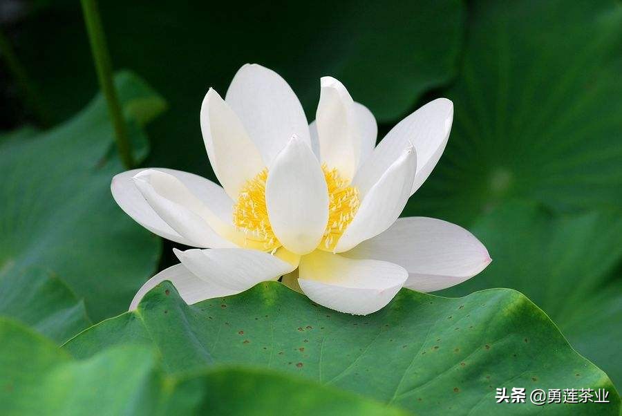 古今贤文劝学篇朗读,古今贤文增广贤文全文解读