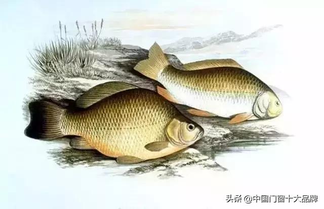 李时珍未解之谜,李时珍历史记载