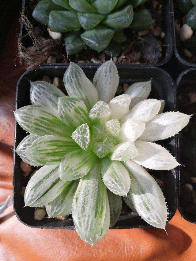 100种常见多肉植物图鉴收藏,1000种多肉植物图鉴及名字