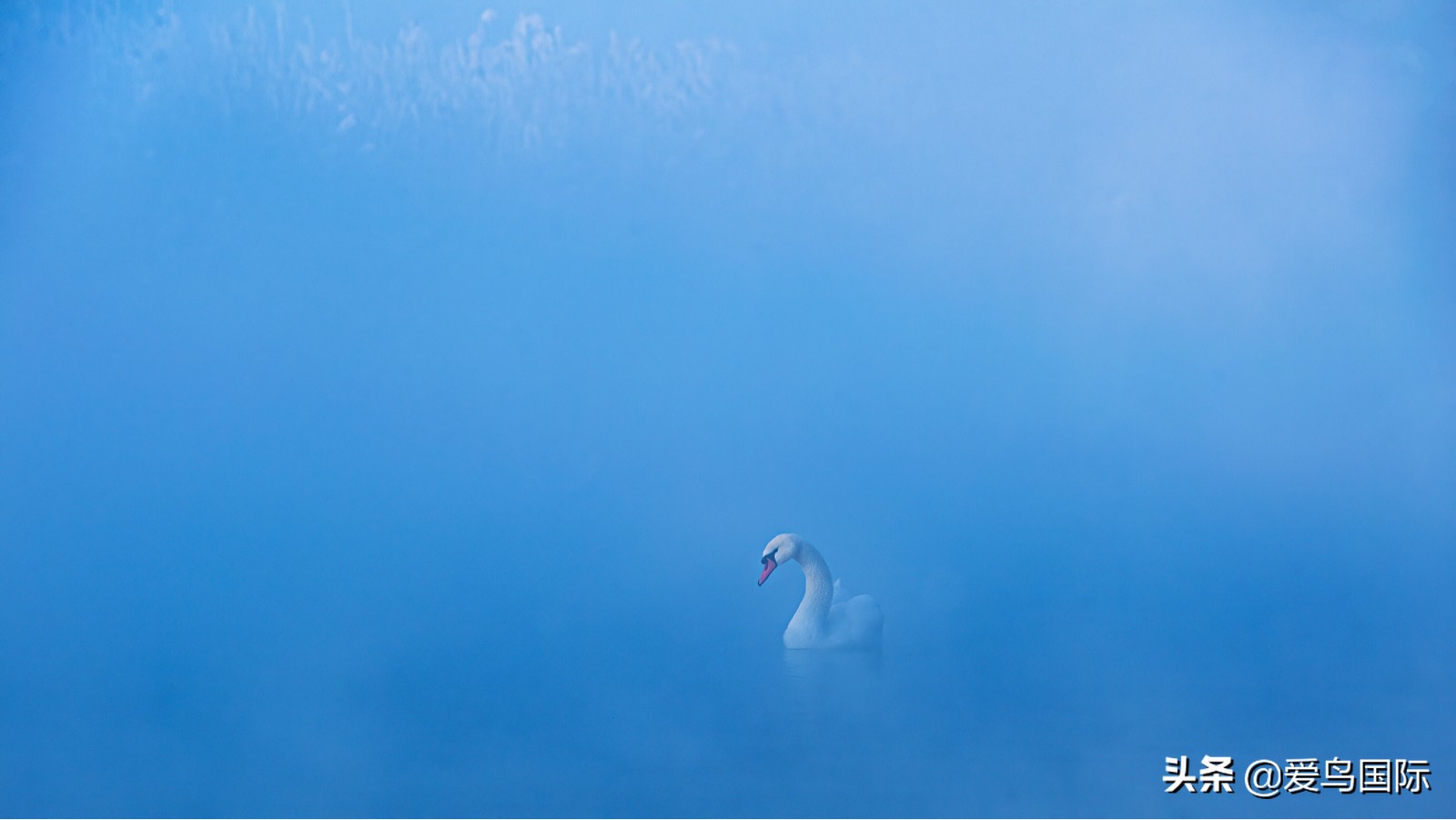鸟类欣赏,鸟类观鸟图片