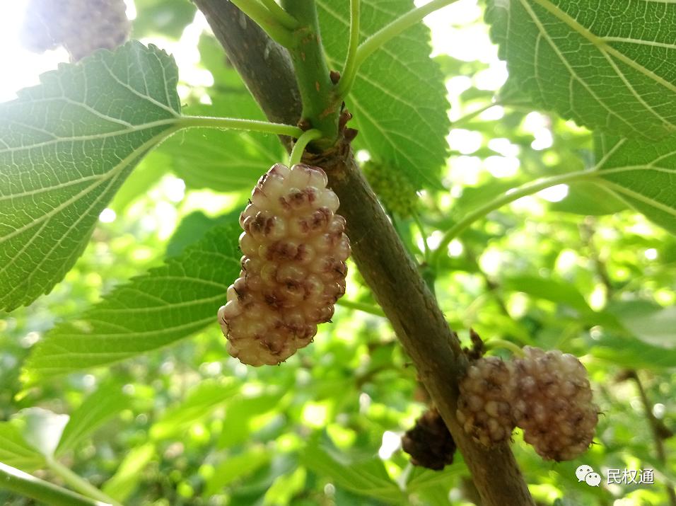 这种白果，民权90/%以上的朋友没吃过，不信？打赌