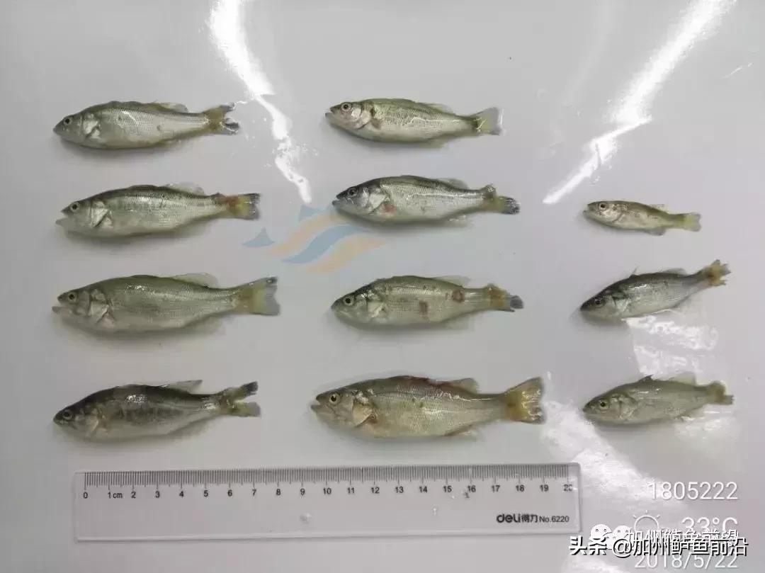 降温对加州鲈影响,加州鲈鱼夏天高温怎么避免热应激