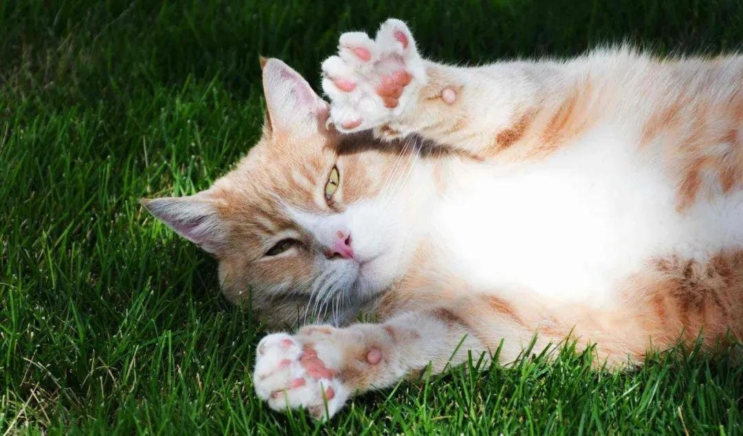 关于猫打疫苗的说说,猫打疫苗后需要注意哪些