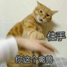 强撸的猫不甜,这些撸猫手法让猫咪乖乖投降,收藏备查