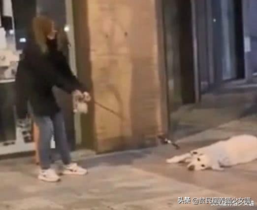 西班牙宠物狗被遛30次,西班牙狗狗一天被遛28次