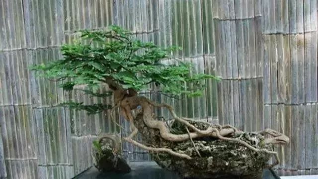 古朴自然盆景欣赏,造型极美的盆景一起来欣赏