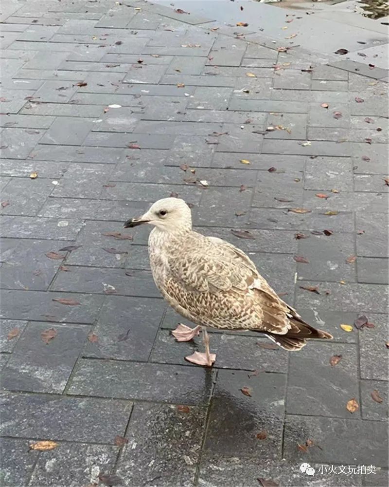 淘宝荷兰拍卖,淘宝荷兰拍卖是怎么样的