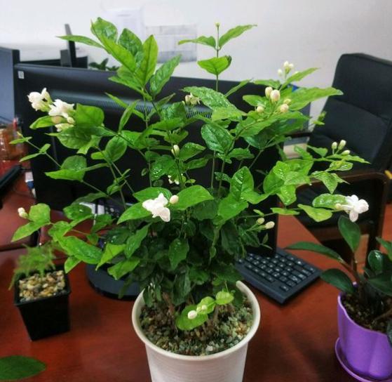 茉莉花浇水多烂根落叶怎么补救,茉莉花烂根后怎样处理才能长新根