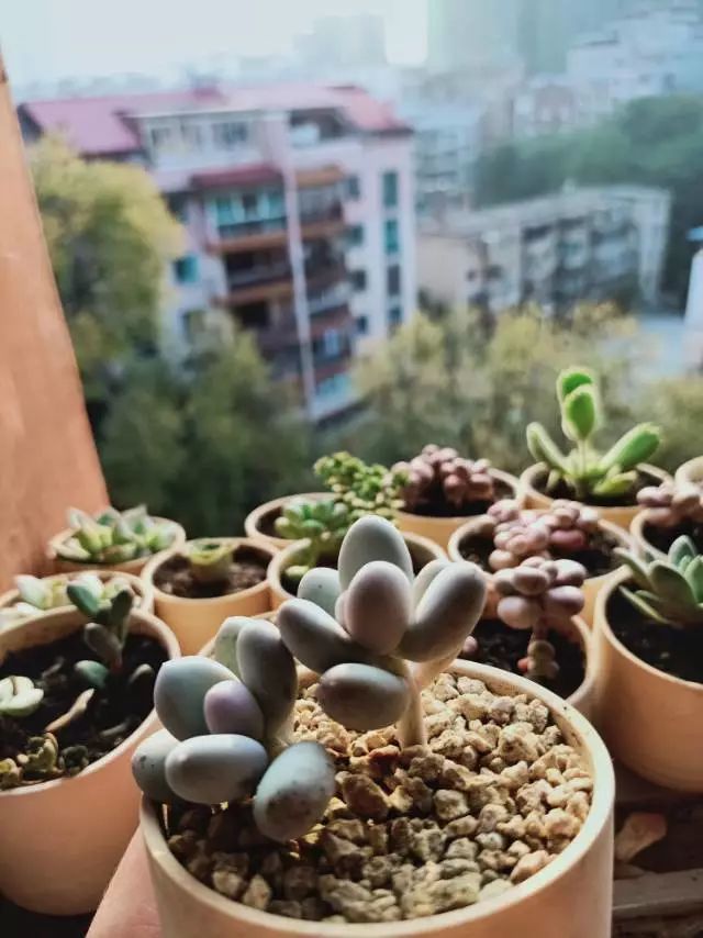 适合学生党养的多肉,适合大学宿舍长期养的多肉