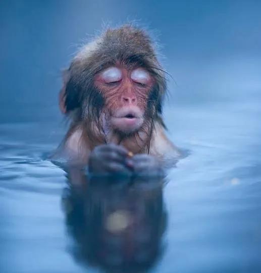 猴子72变图片,看看猴子