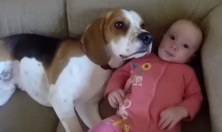 研究发现，家中的化学污染物降低了人和狗的生育能力