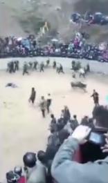 贵州斗牛失控伤人牛被处死,斗牛被牛撞到的人