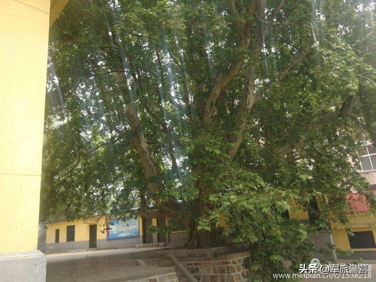 时隔多年老连长带老兵回归军营,三位老战友回忆当年军旅