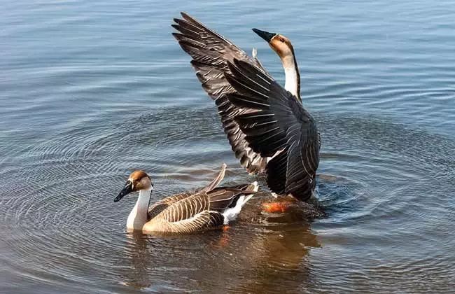 大雁最好的养殖方法,大雁怎样繁殖的