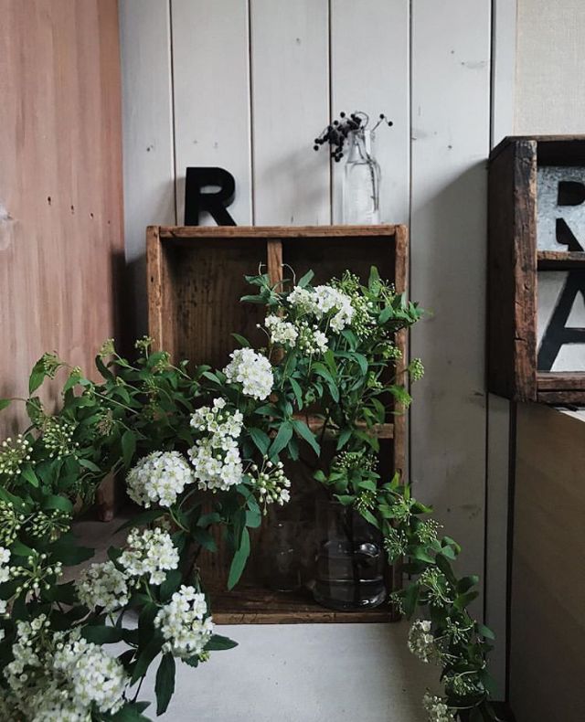 植库‖浪漫清新的小手球,为你带来氧气小森林