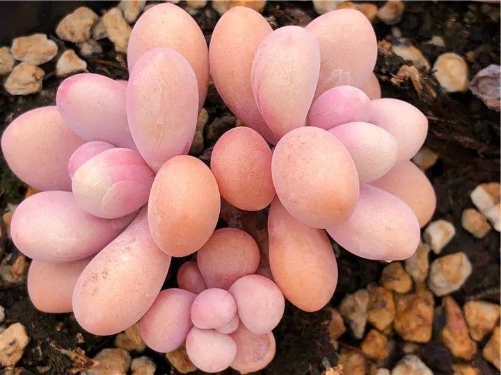 100种常见多肉的养法图片大全,60种好度夏的多肉植物