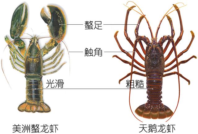 虾说,这是一篇让你不仅会吃,还会认……一文解决“虾”认识