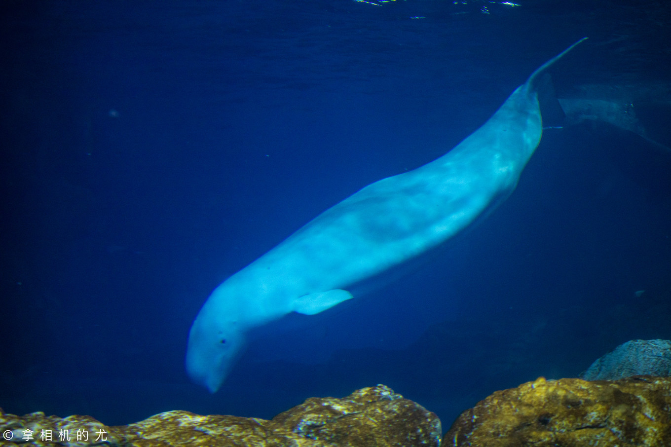 珠海横琴长隆海洋王国游玩全攻略,珠海长隆海洋王国跟香港海洋公园