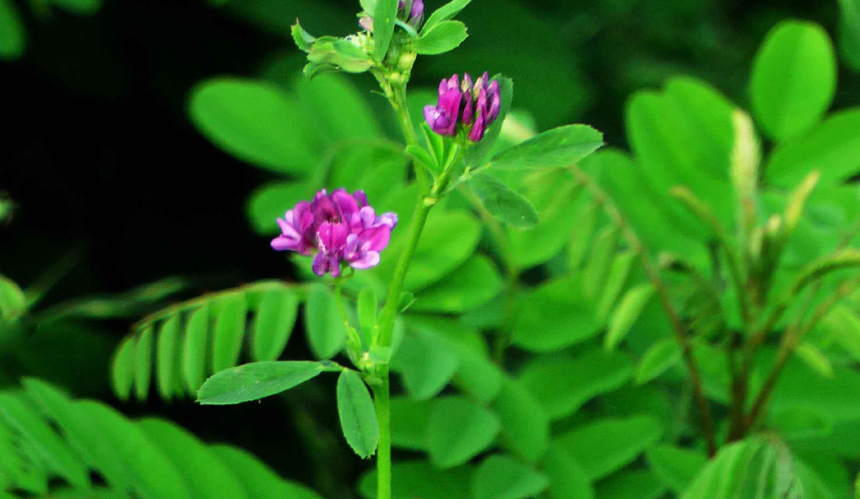 鲁菜木须肉的由来和传说,哪些东北菜起源于鲁菜