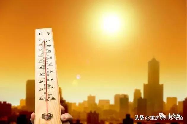 鲢鳙出血病防治方法,花白鲢败血症用什么药