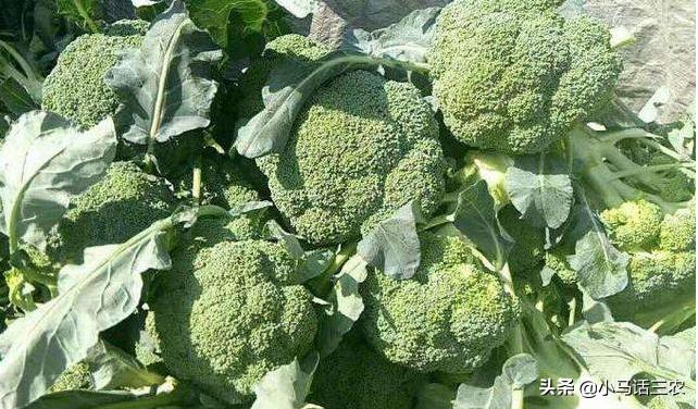 西兰花出现花苞不齐什么原因,西兰花叶茎裂口什么原因