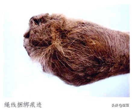 鹿茸造假事件,鹿茸造假手段有哪些