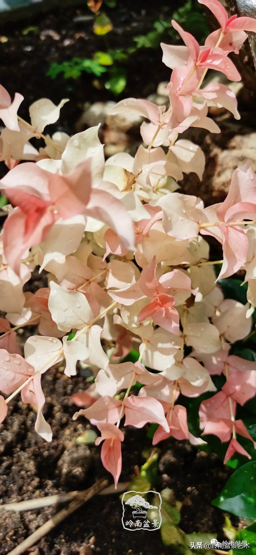 文人杂木盆景精品欣赏,可以做盆景的杂木图片大全